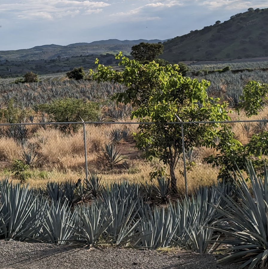 Customer enjoying a drink during the Tequila tour